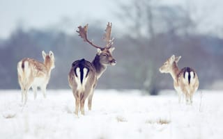 Картинка природа, зима, олени