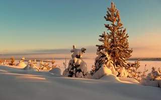 Картинка снег, закат, солнце, пейзаж, деревья, сугроб, зима, ели