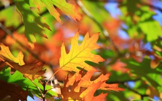Картинка макро, листья, осень
