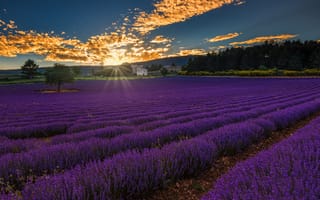 Картинка Landscape, Sunset, Provence Alpes Cote d'Azur, Lavender Field, France