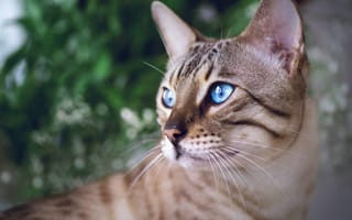 Картинка взгляд, мордочка, портрет, Бенгальская кошка, голубые глаза