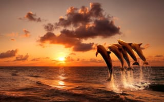 Картинка море, закат, beautiful, дельфины