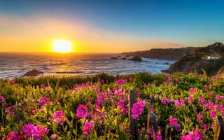 Картинка пейзаж, закат, цветы, океан, природа, побережье, Калифорния, США