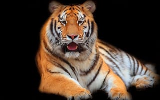Картинка тигр, зверь