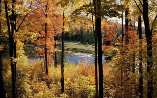 Картинка пейзаж, болото, деревья, небо, осень