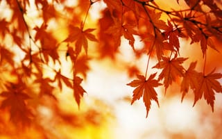 Картинка Осень, Листья, Свет, Дерево
