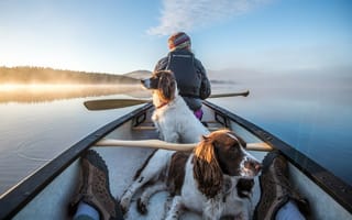 Картинка Озеро, Лодка, Две охотничьи собаки