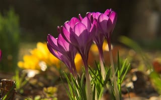 Картинка spring, крокусы, весна, purple, crocuses, plot, flowers, цветы, земля, свет, light, фиолетовые