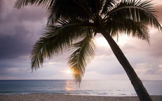 Картинка пальма, океан, песок, лето, солнце