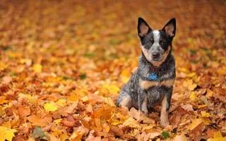 Картинка собака, листья, ошейник, морда, уши, осень