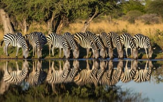 Картинка африканская дикая природа, стадо зебр, отражение водопоя, Саванна пейзаж, природа, поведение животных, сафари-приключение, ИИ искусство
