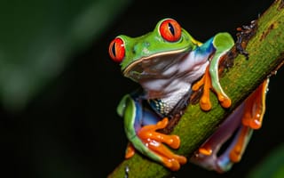 Картинка красноглазая древесная лягушка, дикая природа, амфибия, природа, тропический лес, Коста-Рика, макрос, яркие цвета, экзотические животные, биоразнообразие, ИИ искусство