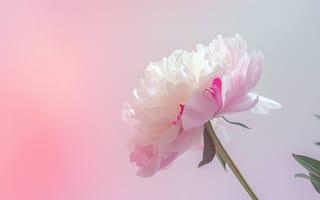 Картинка пион, белый цветок, розовый, цветочный, цвести, лепестки, ботанический, одиночный цветок, природа, элегантный, мягкий свет, пастельные тона, ИИ искусство