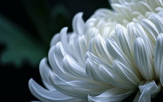 Картинка Белый цветок хризантемы, крупный план, цветочный макрос, природа, ботаническое искусство, цветущие цветы, сад, ИИ искусство