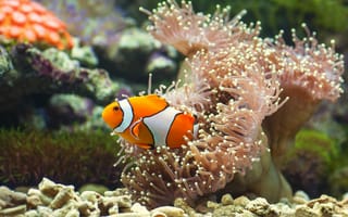 Картинка рыба-клоун, рыба, экзотическая, тропическая, актиния, коралл, подводный, подводный мир