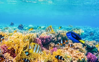 Картинка рыба-бабочка, рыба, экзотическая, тропическая, рыба-клоун, подводный мир, подводный, коралл, коралловый риф, экзотический, море, океан, вода, тропики, тропический