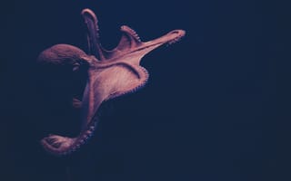 Картинка подводный мир, подводный, океан, море, осьминог, щупальцы, экзотический, рыба, темный