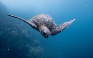 Картинка черепаха, подводный мир, подводный, Галапагосская, море, океан, вода