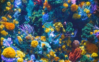 Картинка коралл, коралловый риф, экзотический, тропическая, подводный мир, подводный, море, океан, вода, рыба, рыба-бабочка, экзотическая