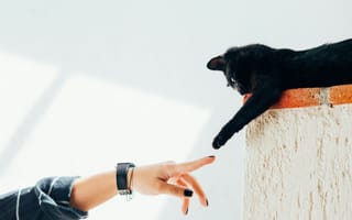 Картинка кот, кошки, кошка, кошачьи, домашние, животные, черный, рука, палец