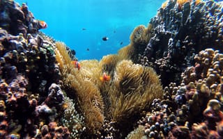 Картинка рыба-клоун, экзотическая, рыба, подводный мир, подводный, анемона, цветок, коралл, коралловый риф, экзотический, тропическая, море, океан, вода