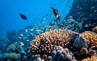 Картинка коралл, коралловый риф, экзотический, тропическая, рыба, подводный мир, подводный, стая, много, море, океан, вода