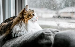 Картинка кот, кошки, кошка, кошачьи, домашние, животные, пушистый, окно, дождь, капля