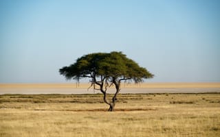 Картинка дерево, саванна, сухая, Африка, африканская, природа, Намибия