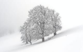 Картинка зима, зимние, время года, сезоны, сезонные, дерево, снег, природа