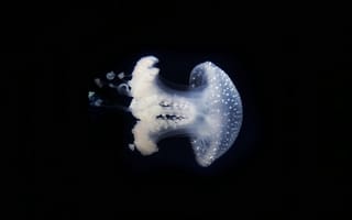 Картинка медуза, подводный мир, щупальца, глубоко, океан, море, вода, животное, подводный, amoled, амолед, черный