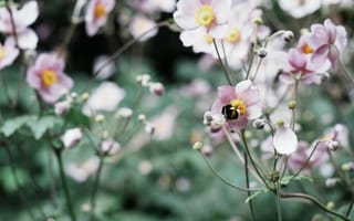 Картинка насекомые, насекомое, природа, пчела, цветок, цветущий, луг