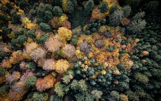 Картинка осень, осенние, время года, сезоны, сезонные, лес, деревья, дерево, природа, лист, листья, листва, сверху, c воздуха, аэросъемка, с дрона