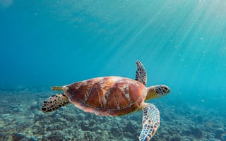 Картинка черепаха, подводный мир, подводный, морское дно