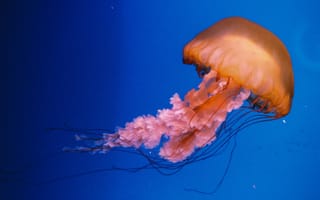 Картинка медуза, подводный мир, щупальца, глубоко, океан, море, вода, животное, подводный, синий