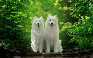 Картинка собаки, собака, пес, животное, животные, питомец, пара, двое, лес, деревья, дерево, природа, белый