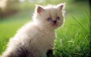 Картинка трава, кот, кошка, милый, белый, cat, макро, котенок