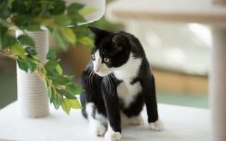 Картинка растение, кот, кошка, черно-белая, листья