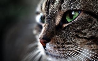 Картинка кот, усы, взгляд, зелёные глаза