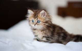 Картинка котёнок, красава, мохнатый