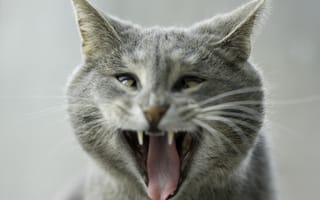 Картинка Кошки, Серый, животное, зевок, Животные, зевающая, серая, коты, кошка, зевают, Зевает, серые, зевающий, кот