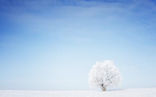 Картинка Зима, Природа, Деревья, дерево, снеге, дерева, снегу, деревьев, зимние, Снег, Небо, снега