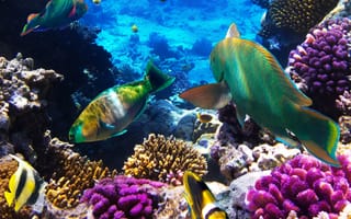 Картинка Рыбы, Подводный, животное, Животные, Кораллы, мир