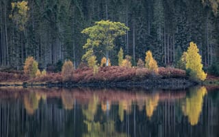 Картинка Осень, Природа, лес, осенние, Озеро, Леса