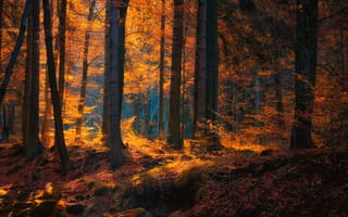 Картинка Германия, Природа, Деревья, осенние, деревьев, Леса, Осень, дерева, лес, дерево