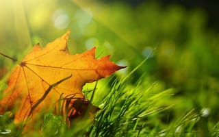 Картинка Листья, Осень, траве, лист, вблизи, Трава, Крупным, осенние, Листва, Природа, планом