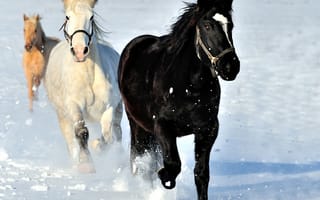 Картинка лошадь, бегущая, Лошади, бежит, снега, Животные, три, Трое, Бег, Снег, животное, снегу, снеге, втроем, бегущий