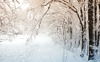 Картинка зимние, Природа, снегу, снега, на, Зима, деревьев, ветвь, Ветки, ветка, Снег, Деревья, дерева, ветке, дерево, снеге