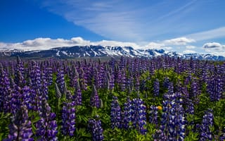 Картинка Исландия, Thorshofn, Nordur-Tingeyjarsysla, Луга, Горы, гора, Цветы, Люпин, Природа, Небо, цветок