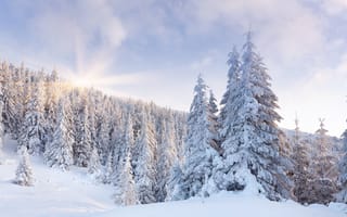 Картинка зимние, Природа, снегу, дерева, лес, снега, дерево, Снег, Деревья, Зима, Леса, деревьев, снеге