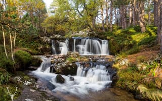 Картинка Шотландия, Cairngorms, Деревья, дерева, Парки, Водопады, Природа, деревьев, парк, дерево